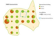 NWR Hammerleite schematisch nach Baumartenverteilung und Grundfläche dargestellt. Hier ist auch die Repräsentationsfläche dargestellt. Buche und Fichte sind als Tortendiagramme innerhalb NWR Hammerleite. Dominanz von Buche.