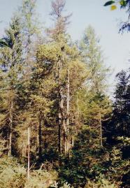 Ein Wacholder in Baumform im Wald.