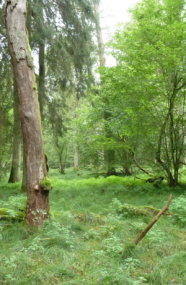 Sehr lichter Mischwald mit starkem Bodenbewuchs und stehendem Totholz