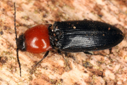 Ein Käfer mit rotem Kopf und schwarzem Körper