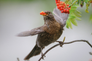 Ein Vogel sitzt auf einem Ast und hat den Schnabel voll mit roten Beeren