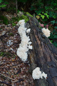Weiße Pilzkörper an liegendem Totholz.
