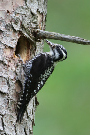 Schwarz-weißer Vogel mit Nahrung im Schnabel hockt vor der Höhle an einem Nadelbaum.