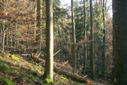 Waldbestand am Hang