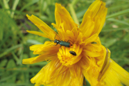 Ein grüner Käfer sitzt in einer gleben Blume
