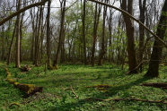 Laubmischwald im zeitigen Frühjahr.