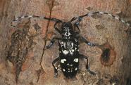 Großer glänzendschwarzer Käfer mit weißen Punkten und auffälligen großen Fühlern