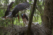 Zwei ausgewachsene Schwarzstörche mit zwei Jungtieren im Nest