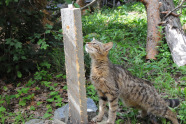 Katze riecht an einem Holzstab.