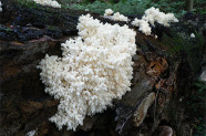 Weißer Pilz, der ästige Stachelbart, auf liegendem Totholz.