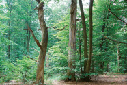 Strukturierter Waldbestand mit sehr alten Bäumen
