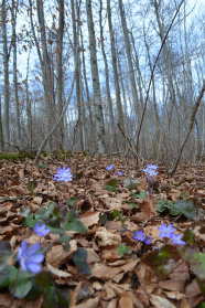Lila Blumen blühen in altem unbelaubten Laubwald im Frühjahr.