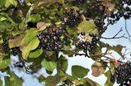 Nahaufnahme der Früchte (klein, schwarz, rund) des europäischen Hartriegels. Sie wachsen in Gruppen an den Zweigen.