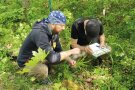 Zwei Personen bestimmen Pflanzen der Bodenvegetation.