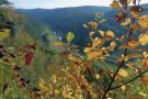 Rote Beerenfrüchte an einem Ast mit gelben, welken Blättern.
