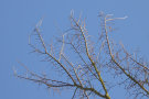 Blattlose Zweige der Flatterulme recken sich gegen den blauen Himmel