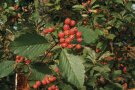 Rote Beerenfrüchte an Mehlbeerenzweigen.