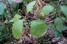 Mehrere 20 Zentimeter große Keimlinge im Waldboden.