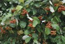 Verschieden farbige Beerenfrüchte an vielen Ästen mit grünen Blättern.