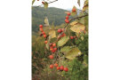 Rote Beerenfrüchte an hängendem Mehlbeerenzweig.