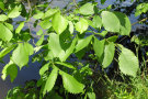 Grüne, gezackte Blätter der Flatterulme