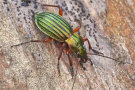 Großer grüner schillernder Käfer