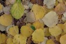 Es liegen überwiegend gelbe Aspenblätter auf dem Boden