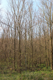 Viele, dicht gedrängt stehende Ulmen im Stangenholzalter