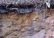 Das Foto zeigt das Bodenprofil eines Eisen-Humus-Podsols mit aufstockendem Kiefernwald.