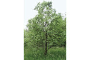 Baum mit grünen Blättern steht auf einer Wise mit hohem Gras.