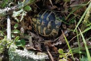 Eine Schildkröte im Eichenlaub