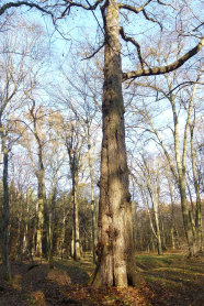 Alter großer Baum in einem Laubwald.