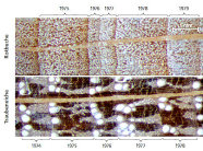 Abbildung der Jahrringbreiten zum Vergleich der Erholungsreaktion von Rotbuche und Traubeneiche nach dem Trockenjahr 1976 