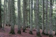 Tannenstämme mit hohem Durchmesser stehen in leichter Hanglage.