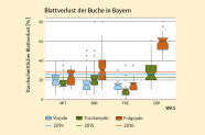 Die Grafik zeigt den Blattverlust der Buche in Bayern.