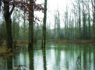 Foto zeigt einen überschwemmten Auwald