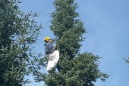 Mit Kletterausrüstung gesicherte Person erntet an einer Baumspitze Reiser.