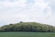 Ein Bestand Robinien, der auf einem grünen Hügel wäcjhst, und weiß blüht