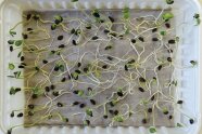 Plastikschale mit grünen, sprossenartigen Keimlingen.