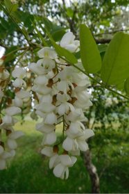 Traubenförmige, weiße Blüte