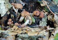Pilze mit braunen Hüten auf dem Waldboden