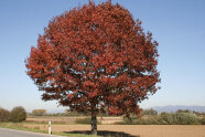 Eine Roteiche am Straßenrand, rot verfärbt, ein prachtvoller solitärer Baum.