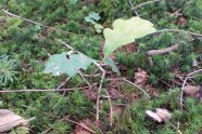Eichenkeimling wächst auf einem moosbedeckten Waldboden. 