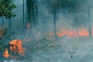 Das Bild zeigt einen brennenden Wald mit hochschagenden Feuerbrunsten.
