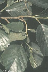 Blätter und Fruchtstände der Schwarzerle