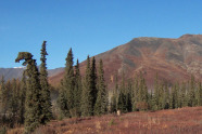 Berglandschaft mit Grasland, Fichtengürtel und Berg im Hintergrund