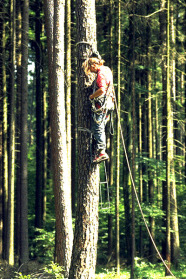Projektmitarbeiter klettert an einem Baum 