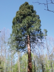Einzelner Mamutbaum umgeben von winterlichem Laubholz.