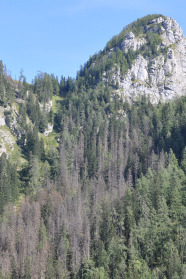 Nadelwald am Berghang