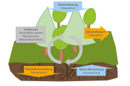 Grafische Darstellung der Nährstoffflüsse: Dem System werden Nährstoffe Verwitterung oder Deposition zugeführt, in den Bäumen werden diese dann umgesetzt. Eine Abführung von Nährstoffen erfolgt durch Auswaschung oder Export bei der Holzernte.ert. 